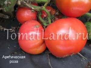 Розови сортове домати