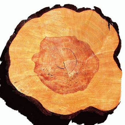 Pine, каталог, дървен материал, дървена конструкция