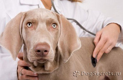Спазми на кучето в стомаха, на стомаха и червата причини и лечение