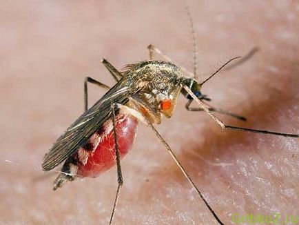 Средства от комари улеснява лечение на гъбични инфекции