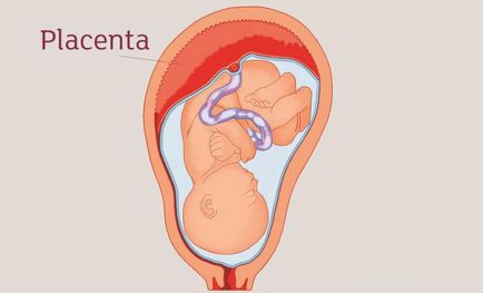 Степента на зрялост на плацентата от седмица диаграма