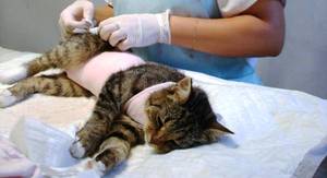 Стерилизация на котки причинява операцията да се грижи за домашен любимец и храна