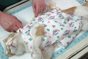 Стерилизация на котки причинява операцията да се грижи за домашен любимец и храна