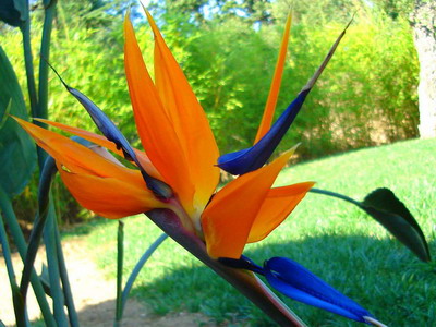 Стрелиция (райска птица цвете) грижи, расте в градината и на закрито