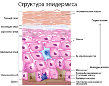 Структура и функция на човешката кожа