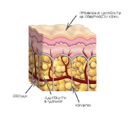 Структурата на кожата 1