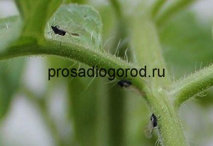 Листни въшки върху доматен разсад как да се борят, да се отнасят и премахване въшки, видео и снимки