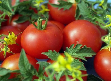 Домат характеристика и описание на сорта, мнения, отглеждането снимка домати, видео джин