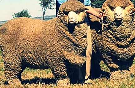 Фина вълна породи овце - описание, снимки, видео