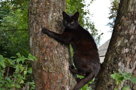 Началото на най-добрите снимки на черна котка суеверие - настрана!