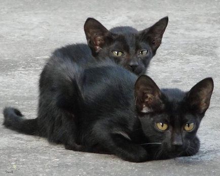 Началото на най-добрите снимки на черна котка суеверие - настрана!