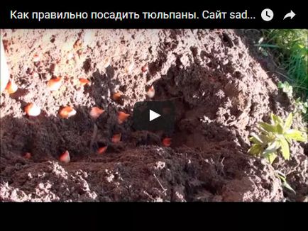Лалета през есента - засаждане на открито място, кога и как да се засадят лалета през есента; грижи за лалета (през есента) Лалета през есента - засаждане на открито място, кога и как да се засадят лалета през есента; грижи за лалета