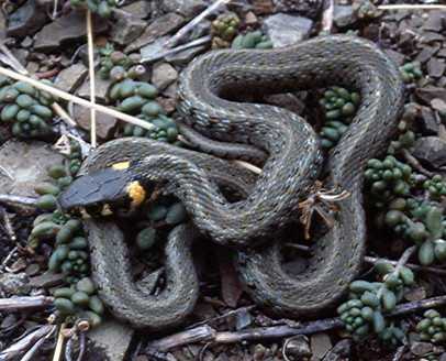 Ухапване от змия първа помощ, за разлика от отровна змия, какво да направя, след като е ухапан от паяк или отровна змия,