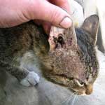 Уши краста при котки (otodektoz) епизоотологията, патогенеза, клинична картина, диагноза, лечение,