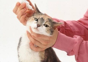Ухото акари котки домашно лечение и превенция