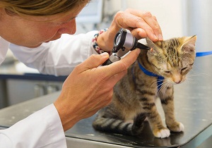 Ухото акари котки домашно лечение и превенция