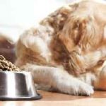 Кучето ръмжи в областта на корема, които не ядат, кара стомаха и газове, повръщане, отколкото да се лекува у дома