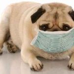 Кучето ръмжи в областта на корема, които не ядат, кара стомаха и газове, повръщане, отколкото да се лекува у дома