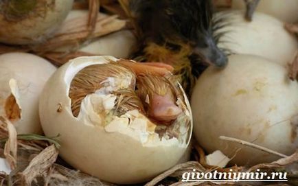 Птицечовка животно (домашен любимец птицечовката на Австралия) птицечовка животно