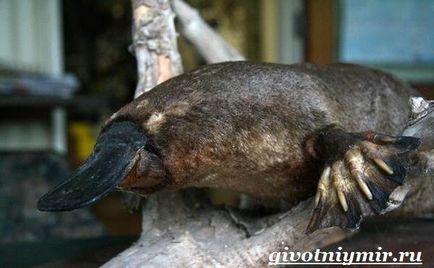 Птицечовка PET (животински) птицечовка животно