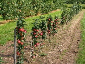 Грижа колонен ябълково дърво през пролетта или есента фото и видео инструкция