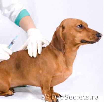 Ваксинация на кучета правило, цената на кученцата ваксинация схема