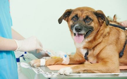Венерически саркома в кучета характеристики на заболяването, както и методи за диагностика, лечение и