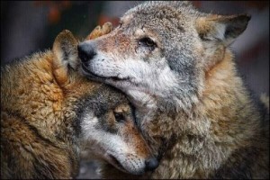 Fidelity вълци в природата