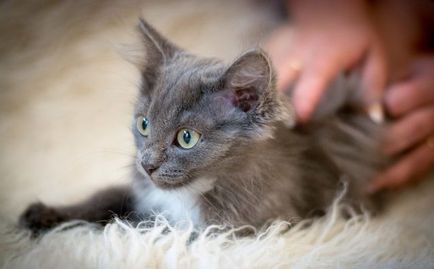 Видове цветове на сибирските котки синьо, черно, червено, както и други colorpoint