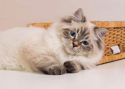 Видове цветове на сибирските котки синьо, черно, червено, както и други colorpoint