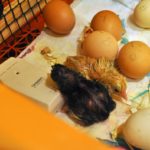 Люпене пилета от яйца, които правят, описание на процеса, видео