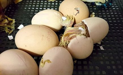 Люпене пилета от яйца, които правят, описание на процеса, видео