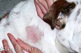Загубата на коса при кучета причинява и лечение