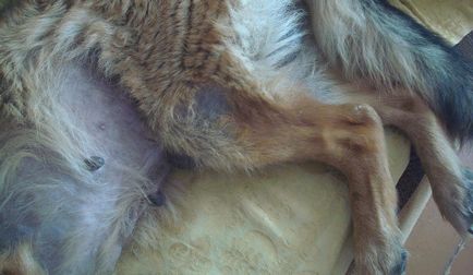 Загубата на коса при кучета е възможно болестни причини и лечение (кучета) Загубата на коса при евентуални кучета болестни причини и лечение