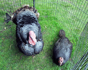 Отглеждане пуйки в заден двор, разликата между Турция и Турция, за да се разграничат