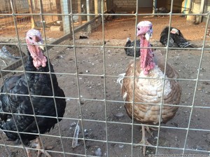 Отглеждане пуйки в заден двор, разликата между Турция и Турция, за да се разграничат