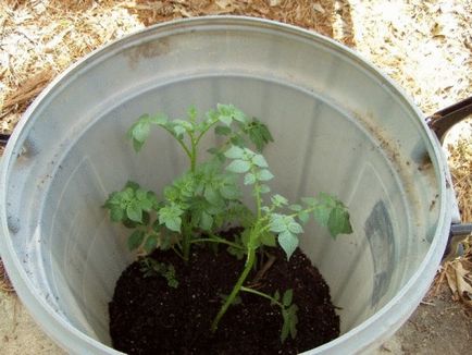 Отглеждане на картофи в бъчва