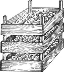 Отглеждане на картофи в бъчва