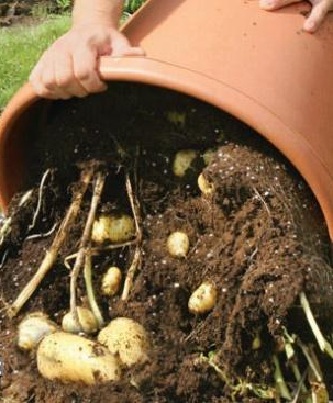 Отглеждане на картофи в бъчва в лятната вила