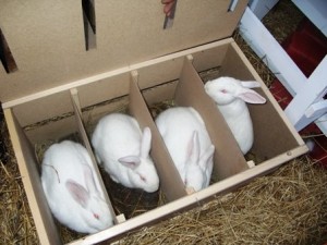 Отглеждане на зайци в дома