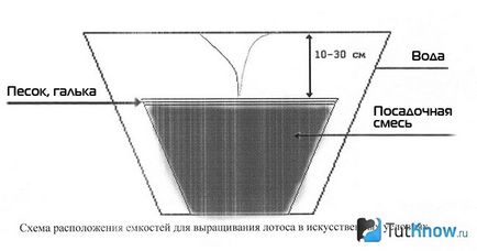 Отглеждане лотос дома