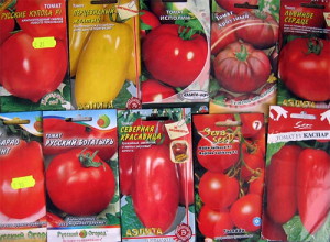 Отглеждане на домати в дома - засаждане на Видео балкон