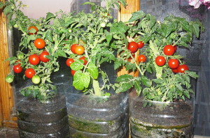 Отглеждане на домати в дома - засаждане на Видео балкон