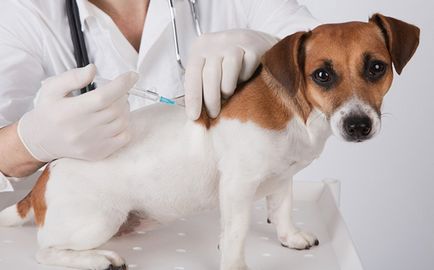 Вирусен хепатит при кучета