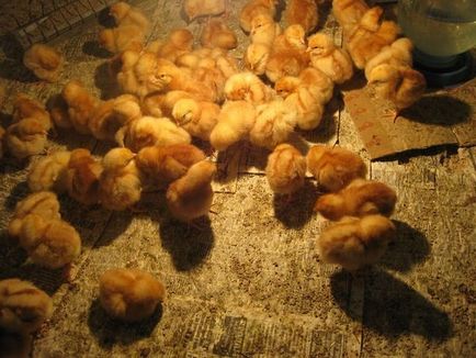 Определяне на пилета в инкубатор у дома