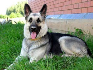 Източна Европа описание Shepherd порода - кучето си