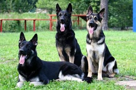 Елзаски куче порода характеристики, снимки и цена на кученца