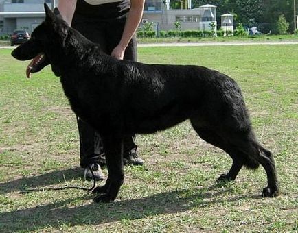 Елзаски куче порода характеристики, снимки и цена на кученца
