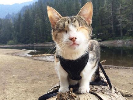 Международно признати 20 котки най-популярни с нестандартната вид ocharovashek 1