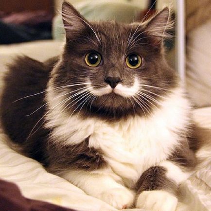 Международно признати 20 котки най-популярни с нестандартната вид ocharovashek 1